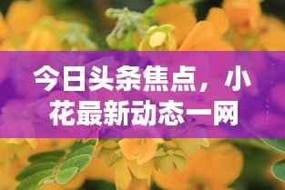 今日头条焦点,小花最新动态一网打尽