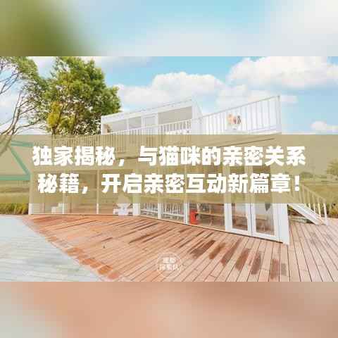 独家揭秘,与猫咪的亲密关系秘籍,开启亲密互动新篇章!